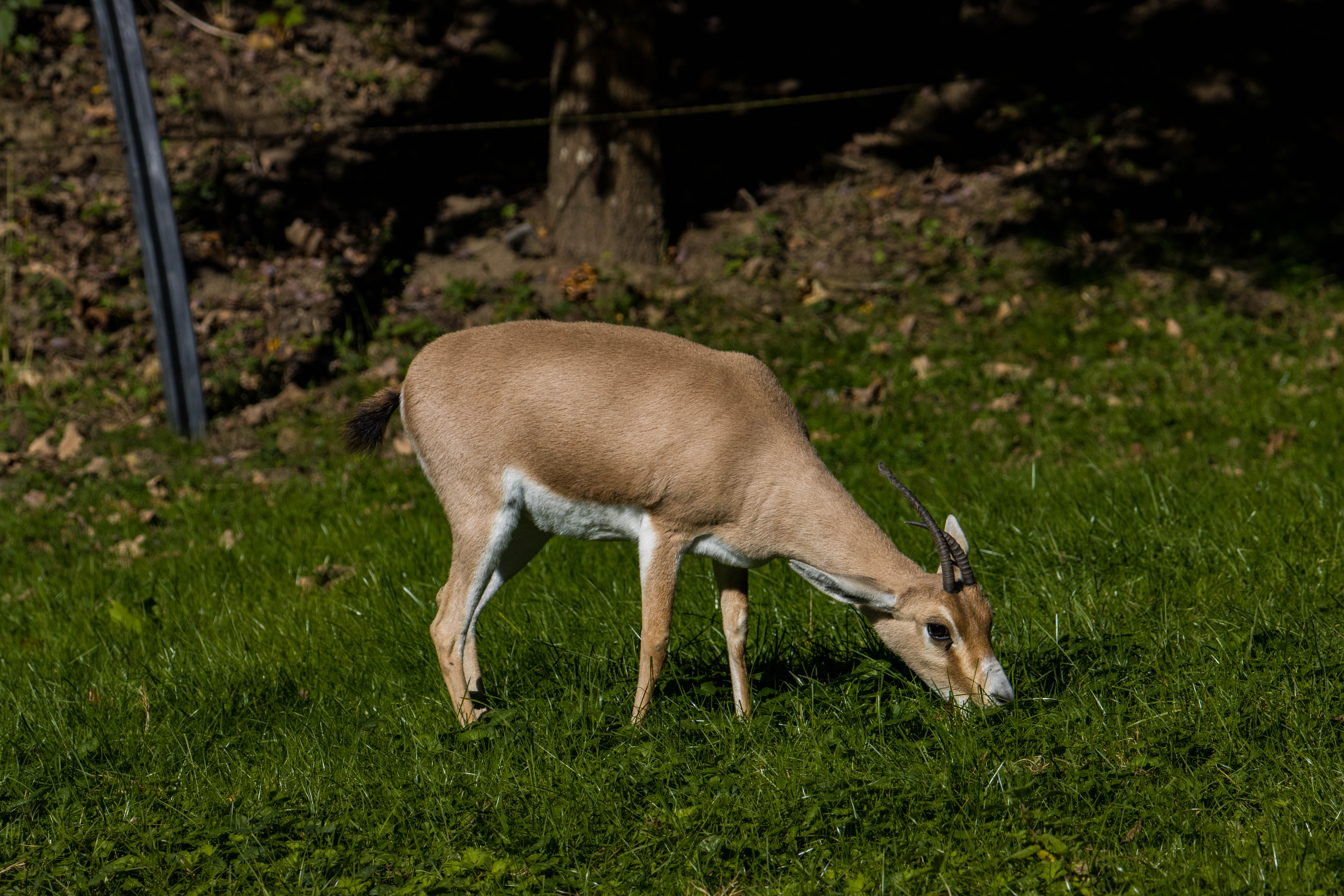 Gazelle leptocère-_MG_3452.jpg